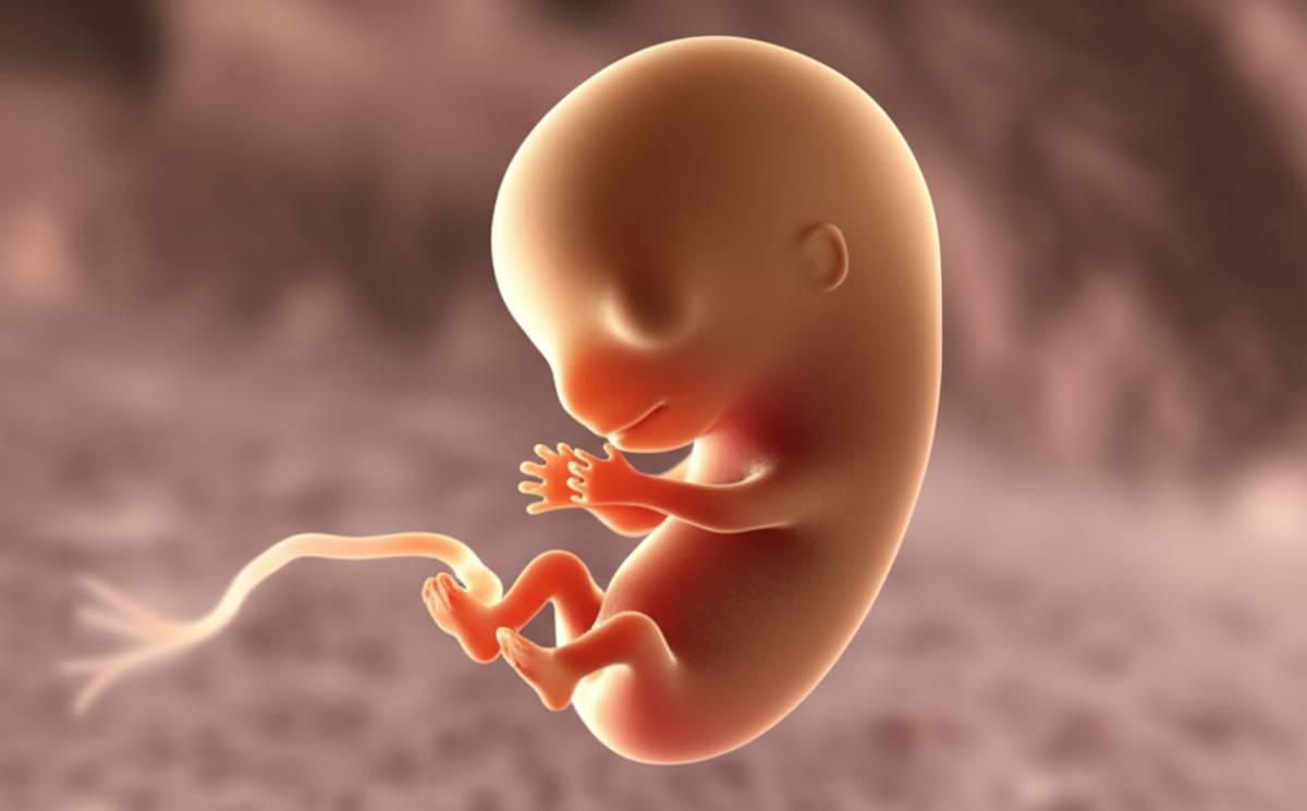 شکل جنین یک ماهه | راهنمای جامع و تصاویر مراحل اولیه